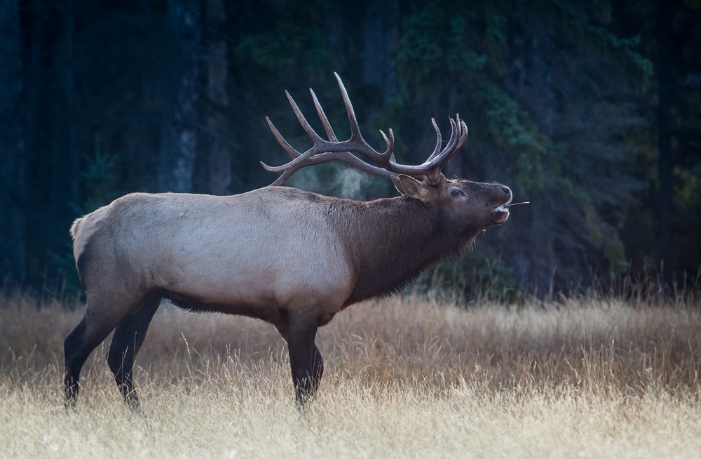 How to Choose the Right Hunting Ammunition: Detailed 5 Step Hunting Ammunition Guide How to Choose the Right Hunting Ammunition: Detailed 5 Step Hunting Ammunition Guide
